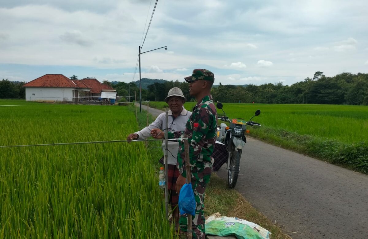 Babinsa Koramil Tambelangan Dukung Ketahanan Pangan dengan Poktan dalam Perawatan Padi