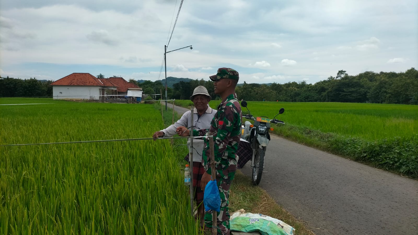 Babinsa Koramil Tambelangan Dukung Ketahanan Pangan dengan Poktan dalam Perawatan Padi