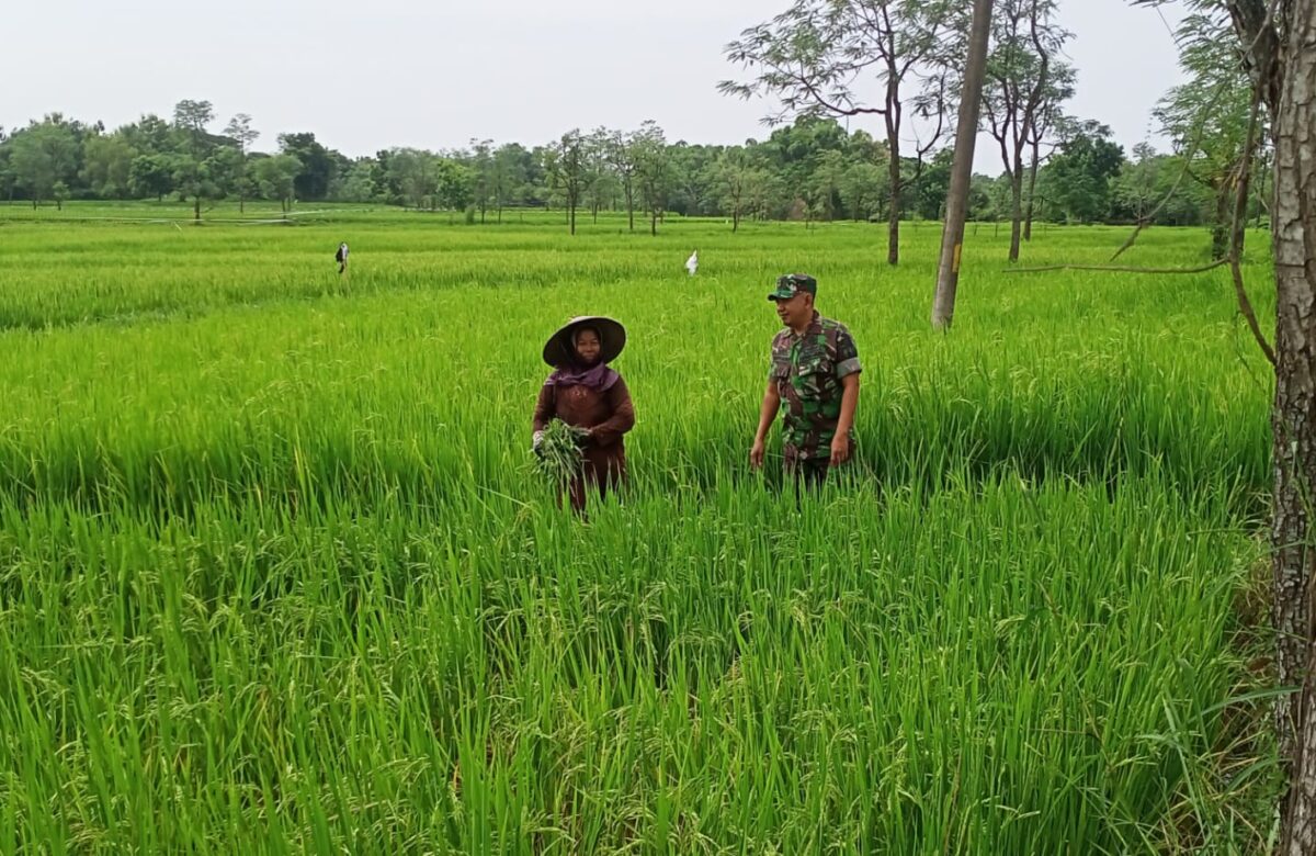 Babinsa Sertu Supiani Pendampingan Petani di Desa Bangsah, Dukung Peningkatan Ketahanan Pangan