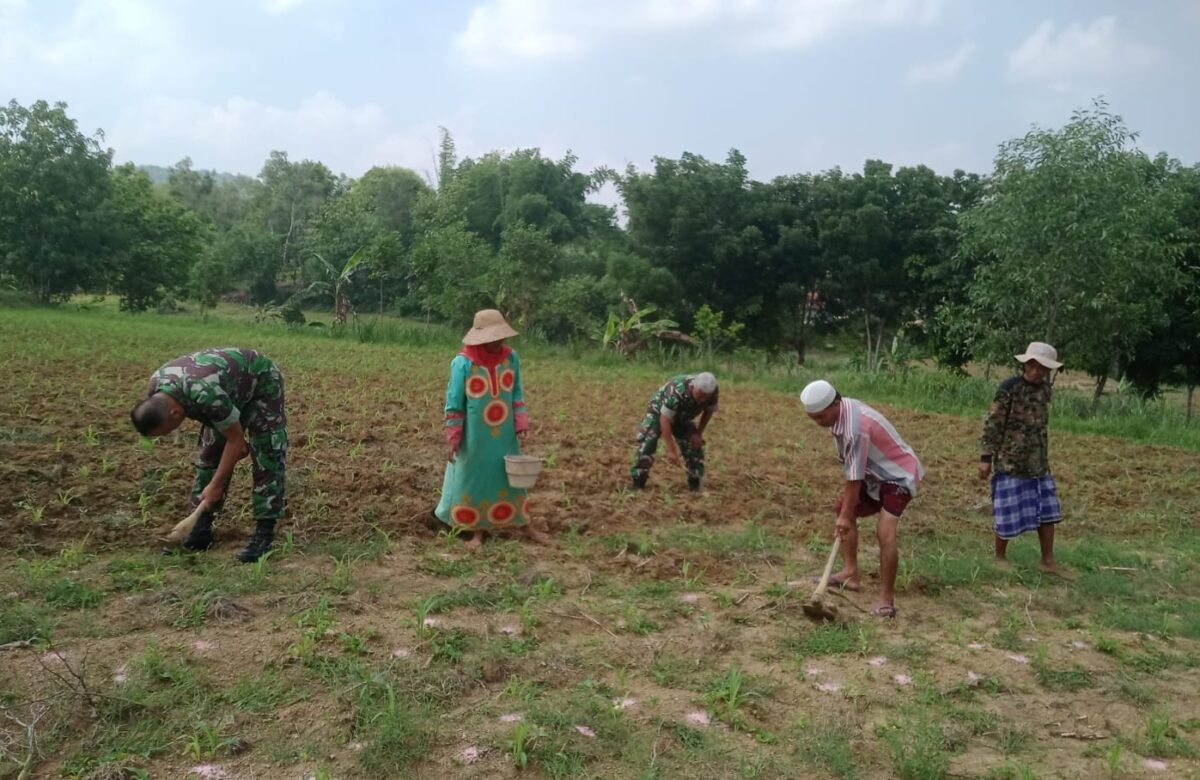 Gotong Royong TNI dan Warga, Babinsa Omben Bantu Rawat Tanaman Jagung di Karang Gayam