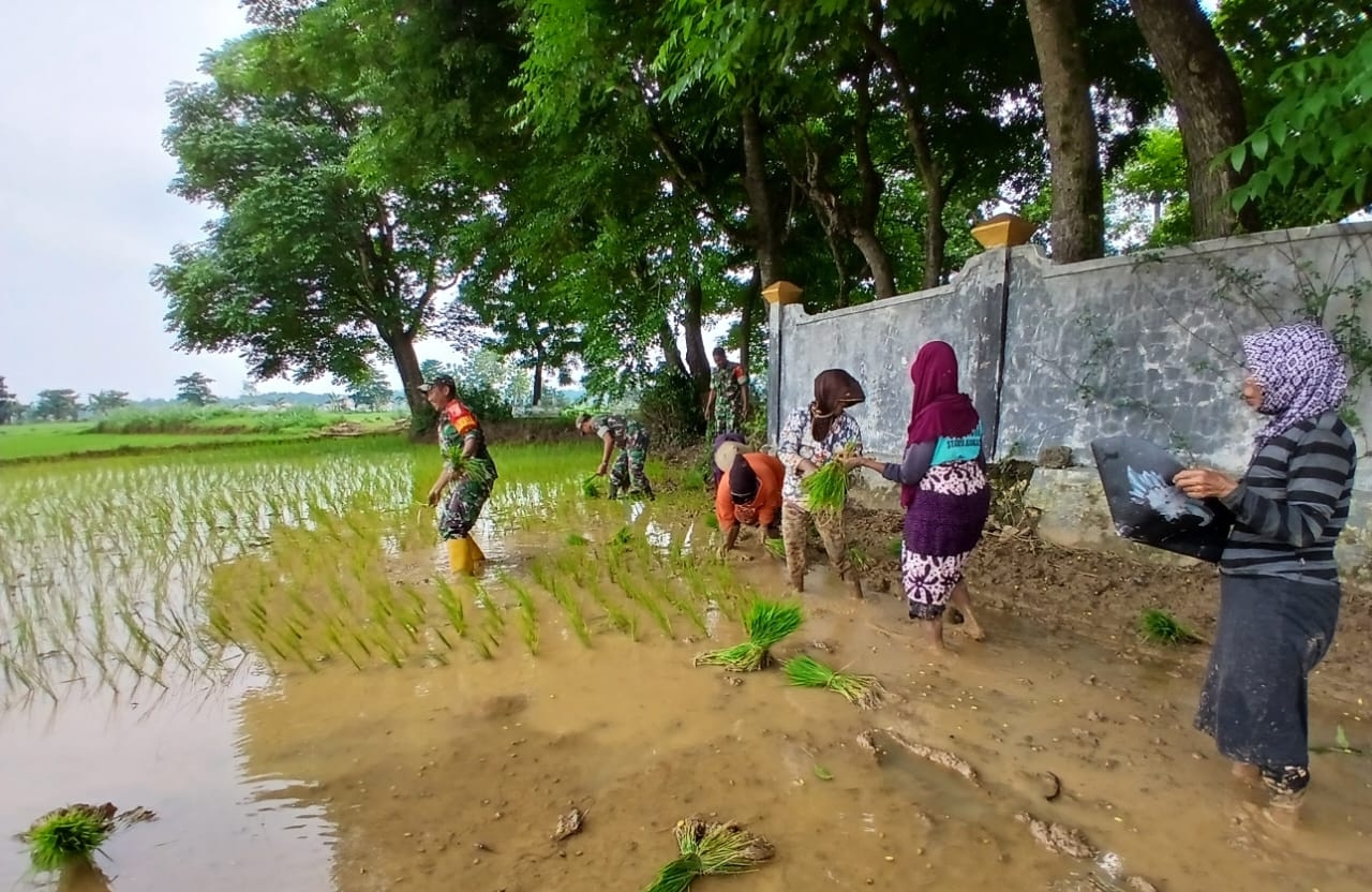 Babinsa Koramil Jrengik Dampingi Petani Tanam Padi MT1 di Desa Asemraje untuk Ketahanan Pangan