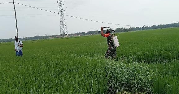 Babinsa Koptu Jamal Bantu Petani Lawan Hama dengan Penyemprotan Insektisida di Lahan Pertanian