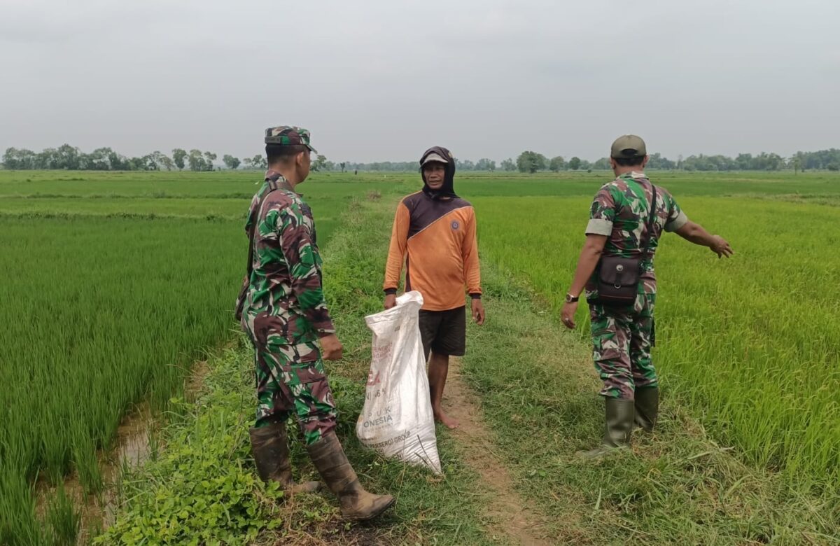 Babinsa Serda Nugroho Gerakkan Petani dengan Pemupukan Padi MT1 Dukung Ketahanan Pangan