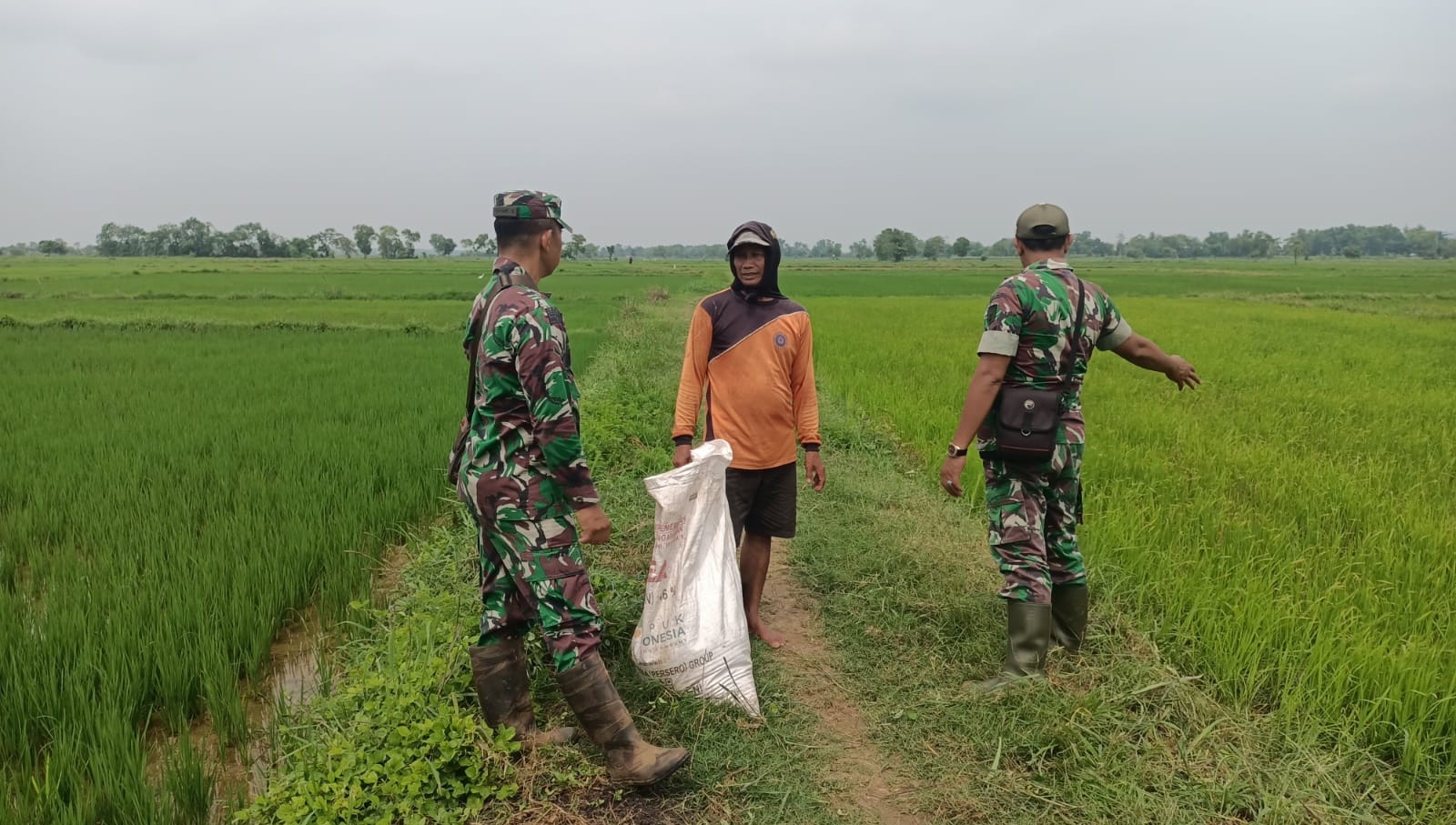 Babinsa Serda Nugroho Gerakkan Petani dengan Pemupukan Padi MT1 Dukung Ketahanan Pangan