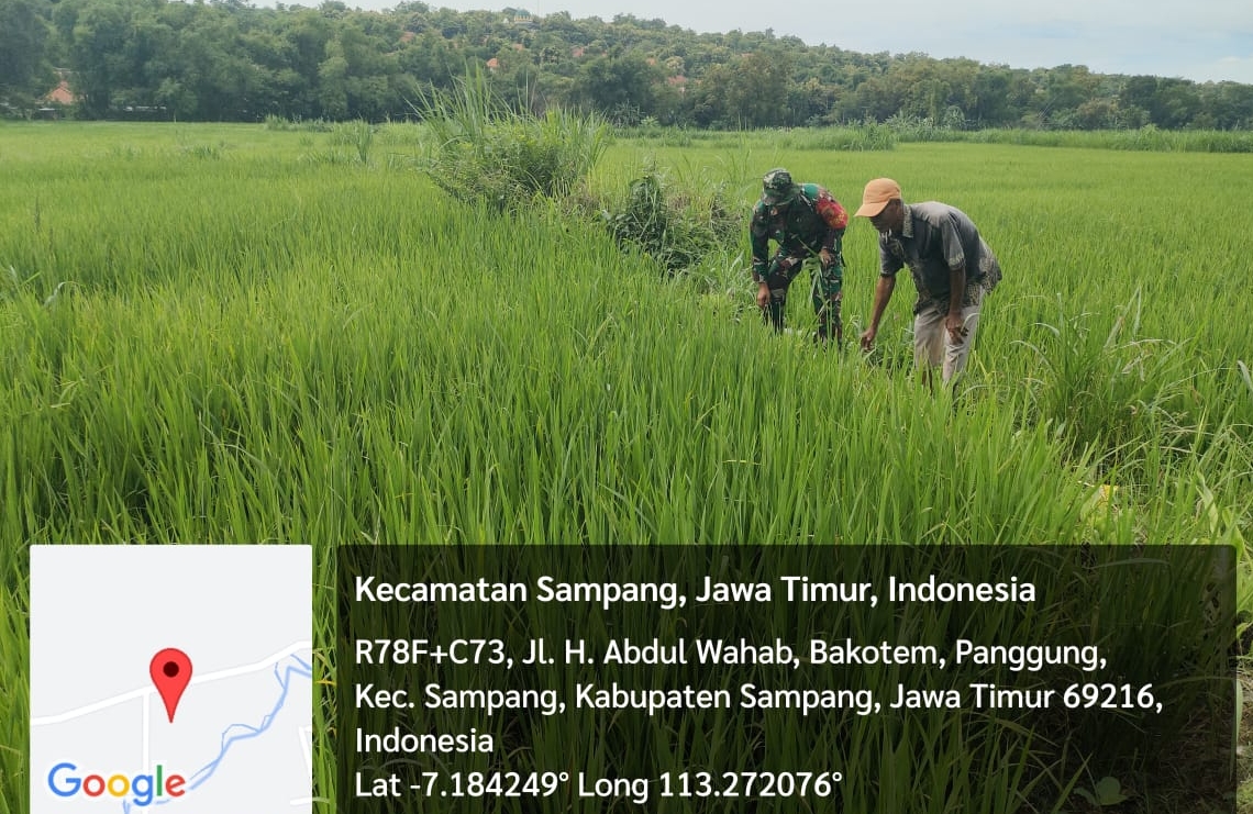 Langkah Bersama untuk Pangan: Babinsa Koramil Sampang Dampingi Petani Bersihkan Rumput Padi