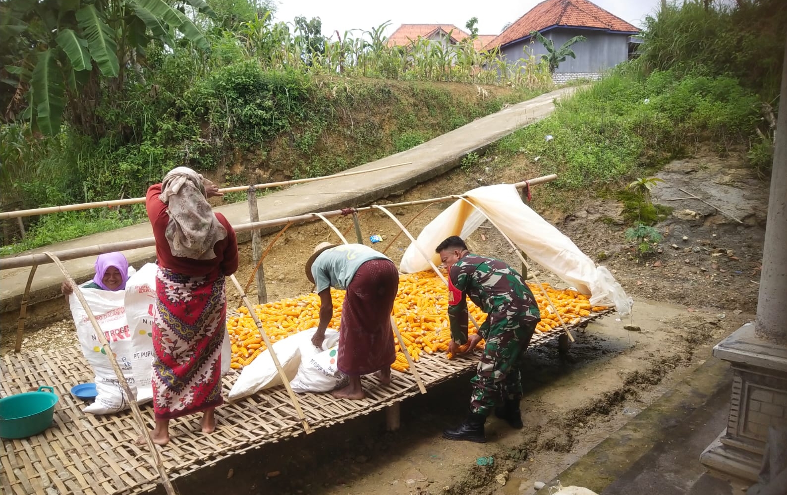 Babinsa Posramil Karang Penang Bantu Warga Desa Bulmatet Jemur Jagung, Tingkatkan Semangat Gotong Royong