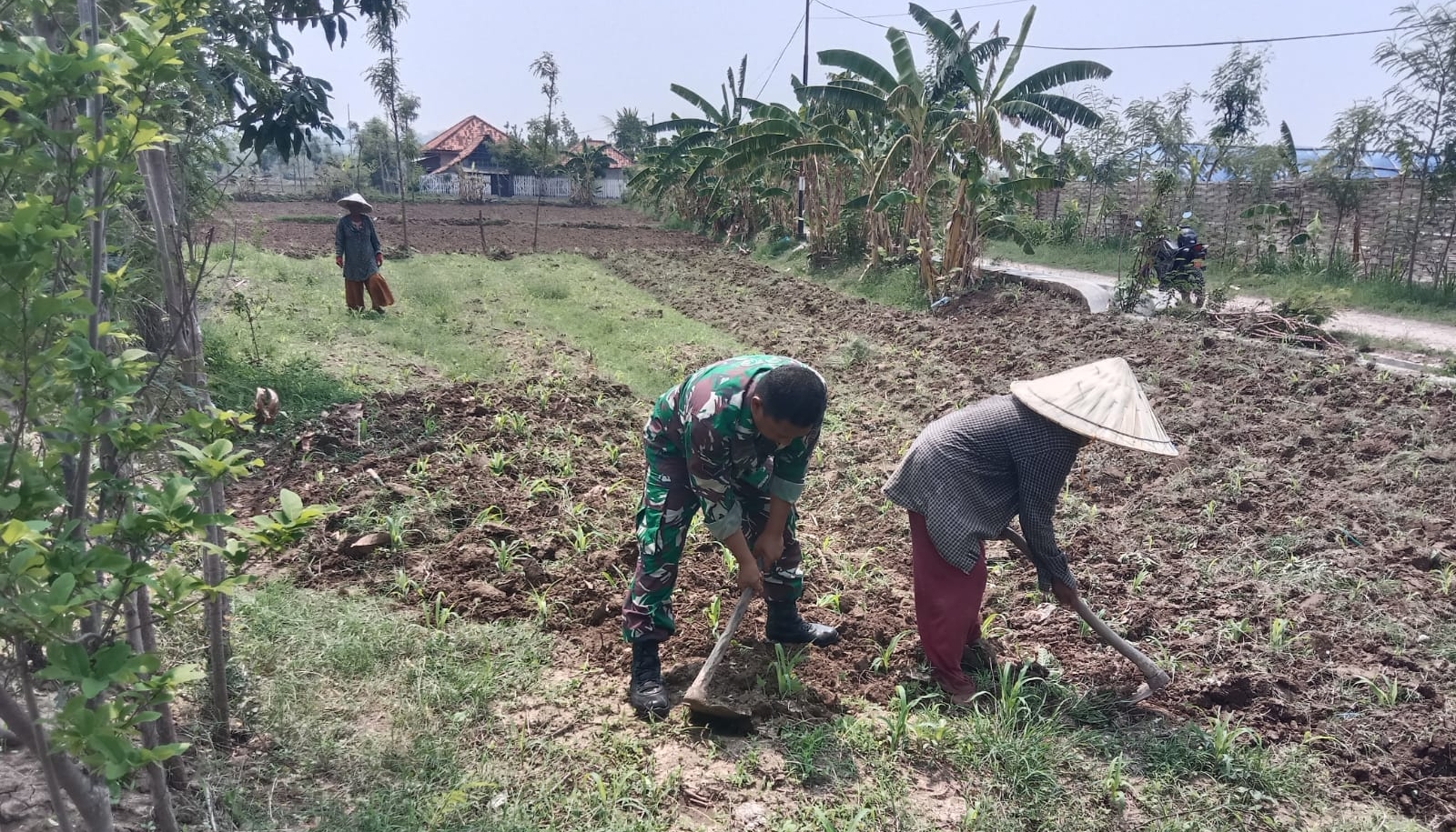 Babinsa Pangarengan Dampingi Petani Perawatan Tanam Jagung di Desa Penyirangan