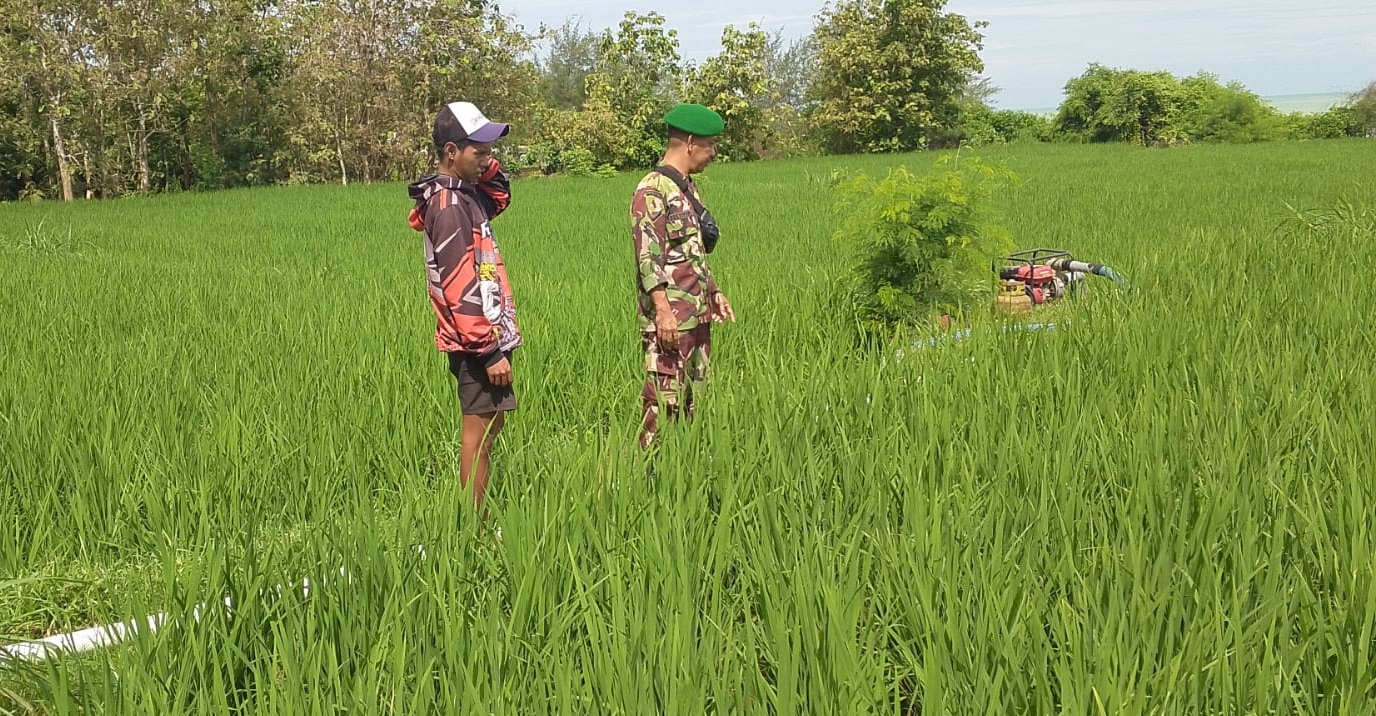 Babinsa Koramil Sokobanah, Pemantauan Tanaman Padi di Desa Bira Timur untuk Tingkatkan Hasil Pertanian