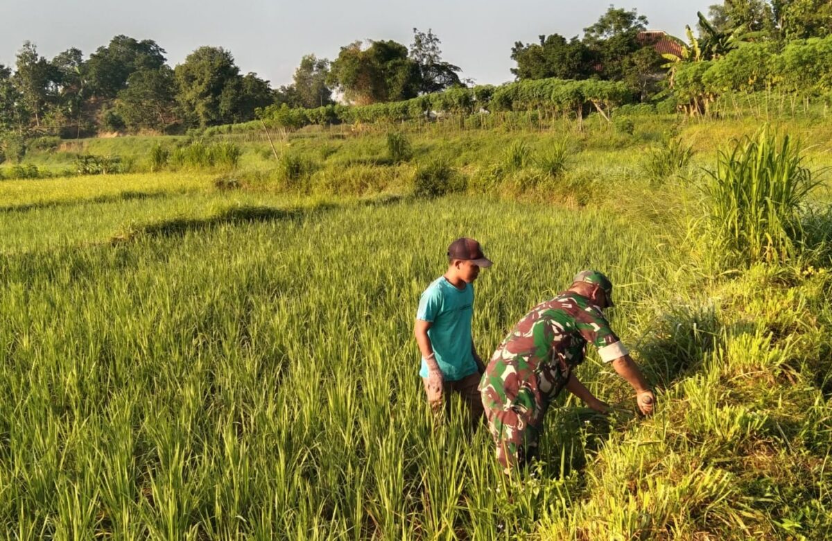 Babinsa Koramil Robatal Bantu Petani Bersihkan Sawah, Tingkatkan Ketahanan Pangan