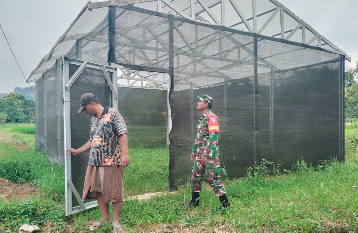 Babinsa Serka Nanang Menumbuhkan Harapan: Pengecekan Green House Sorga Tani 3 untuk Masa Depan Horti