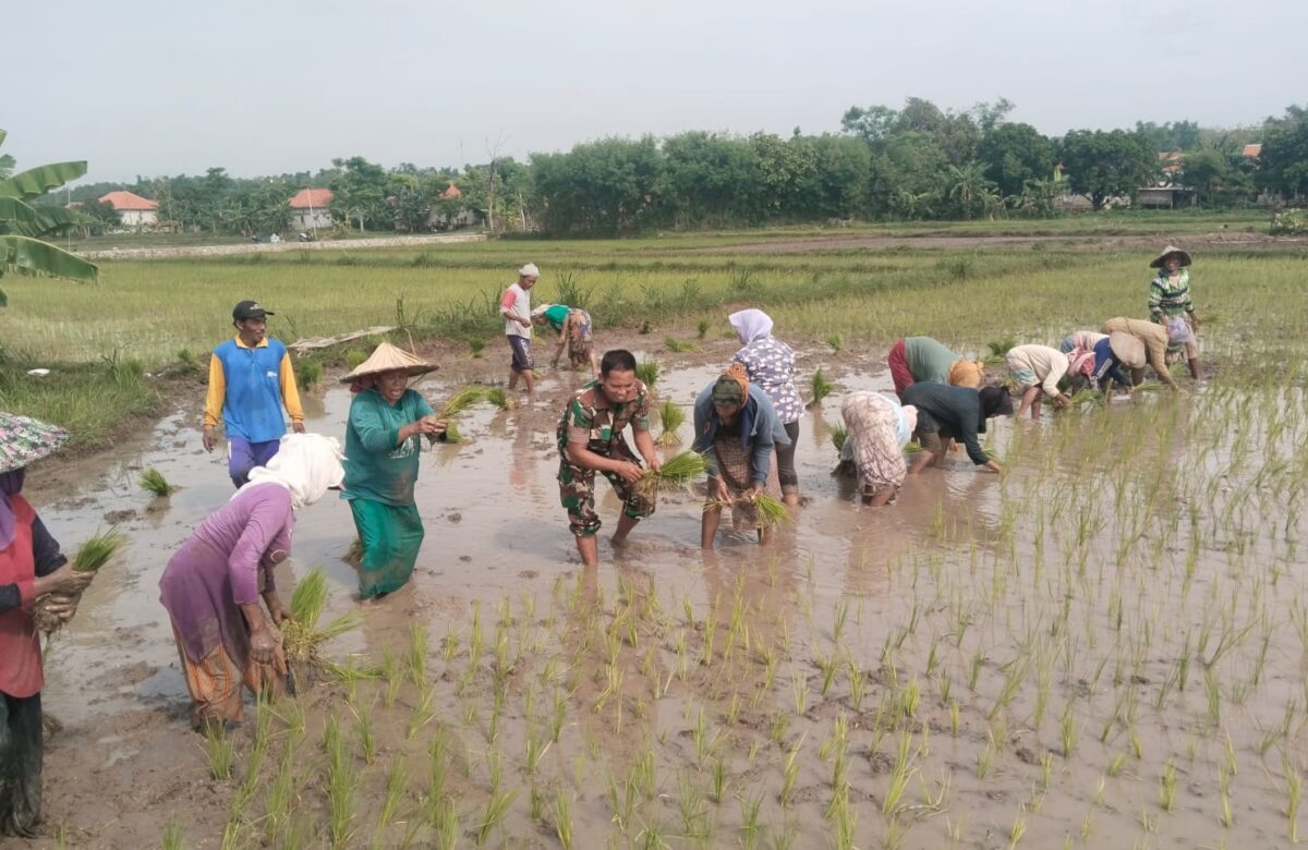 Babinsa Koramil Camplong Bantu Penanaman Padi Bersama Kelompok Tani Desa Tadan