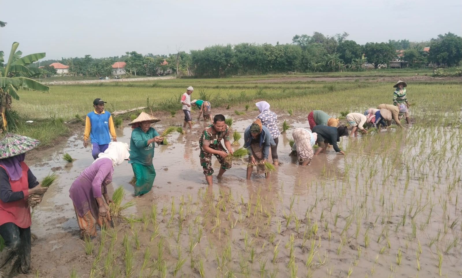 Babinsa Koramil Camplong Bantu Penanaman Padi Bersama Kelompok Tani Desa Tadan