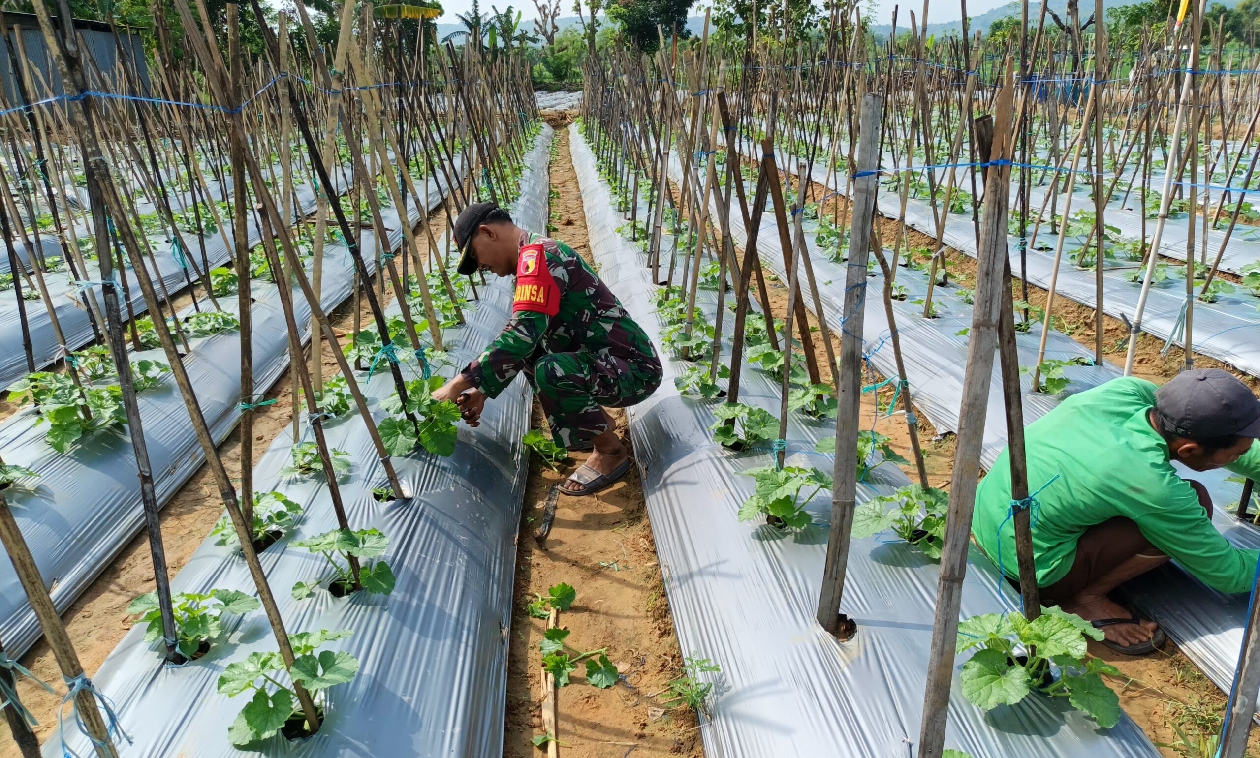 Babinsa Serda Wagiman Dampingi Petani Melon, Tingkatkan Hasil Pertanian di Desa Jatra Timur