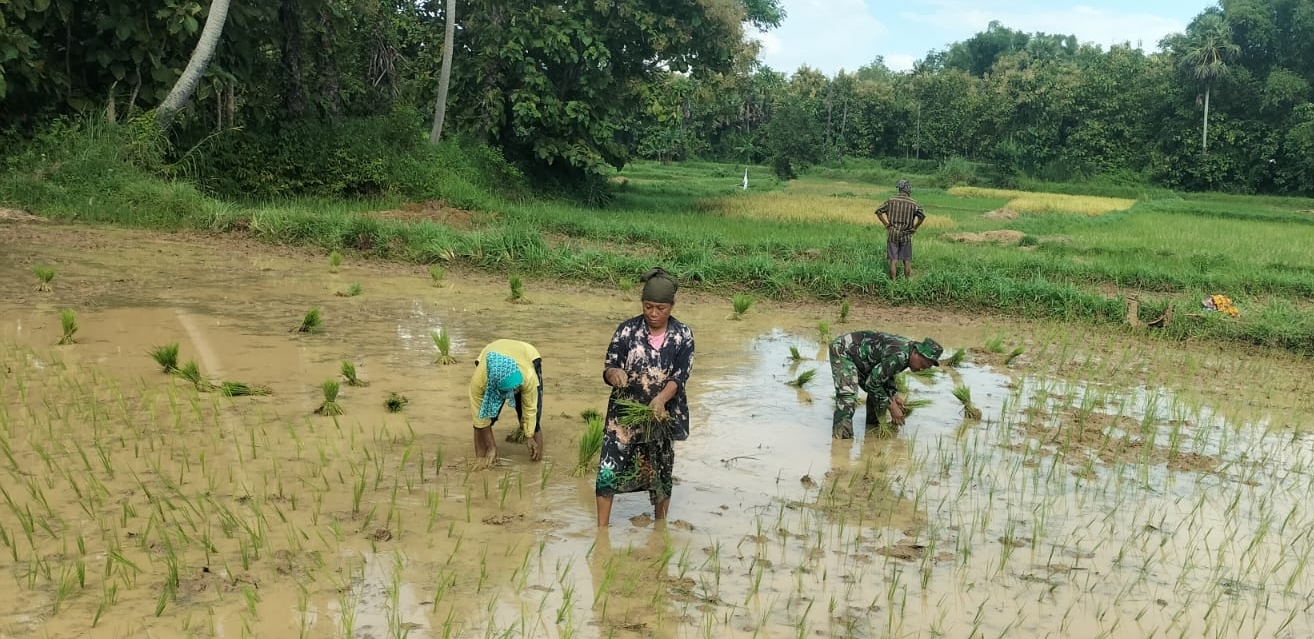 Tancap Tumbuhkan Harapan: Babinsa Omben Dampingi Penanaman Padi di Desa Kebunsareh