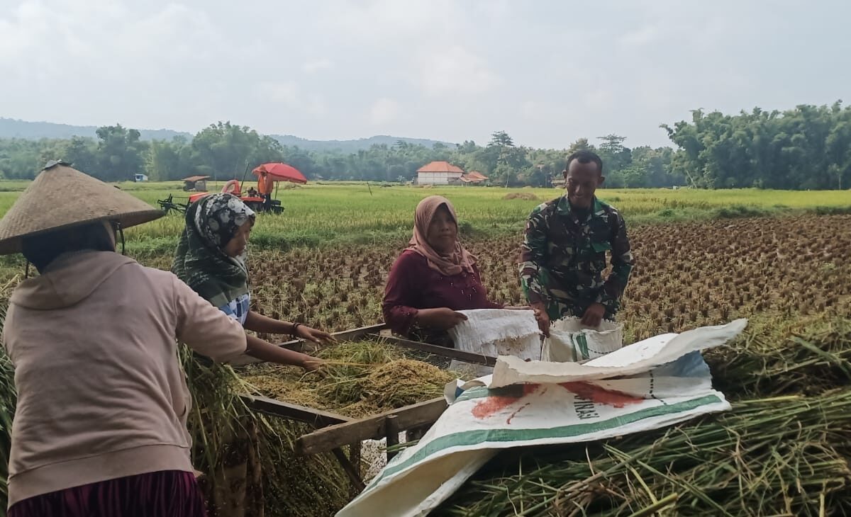 Serda Gani Bantu Petani Panen Padi di  Desa Pandan Tingkatkan Ketahanan Pangan