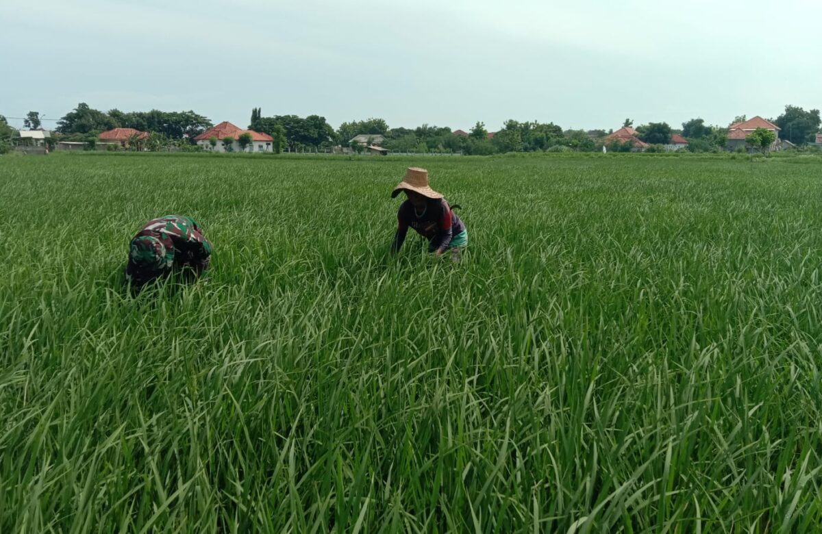 Babinsa Hadir di Tengah Petani: Serda Muhsin Bantu Bersihkan Gulma Demi Sawah yang Lebih Subur