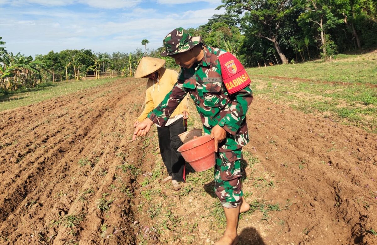 Babinsa Pangarengan Turun Langsung Bantu Petani Tanam Bibit Jagung di Dusun Rabesen