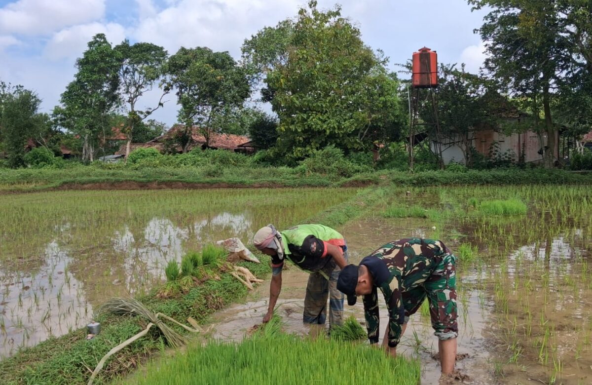 Babinsa Koramil Kedungdung Turun Sawah, Sertu Gunarso Dampingi Petani Tanam Padi MT-2 di Desa Rohayu