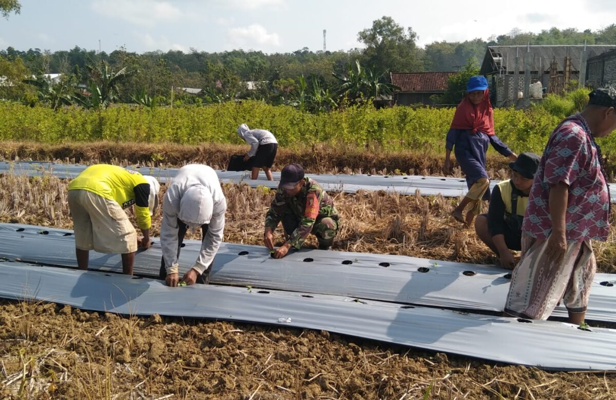 Babinsa Sertu Heri Susilo Dampingi Petani Tanam Semangka demi Ketahanan Pangan
