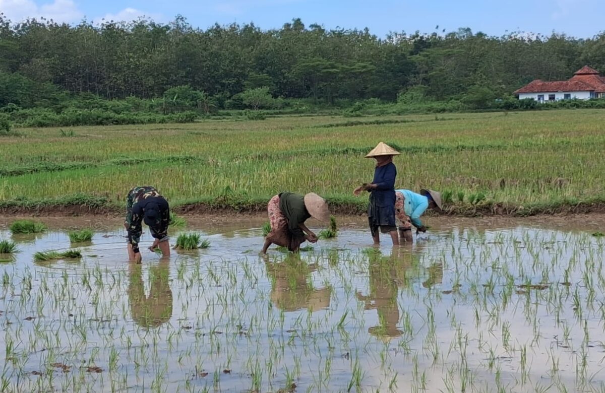 Babinsa Kedungdung, Sertu Gunarso Bantu Warga Tanam Padi dukung Ketahanan Pangan