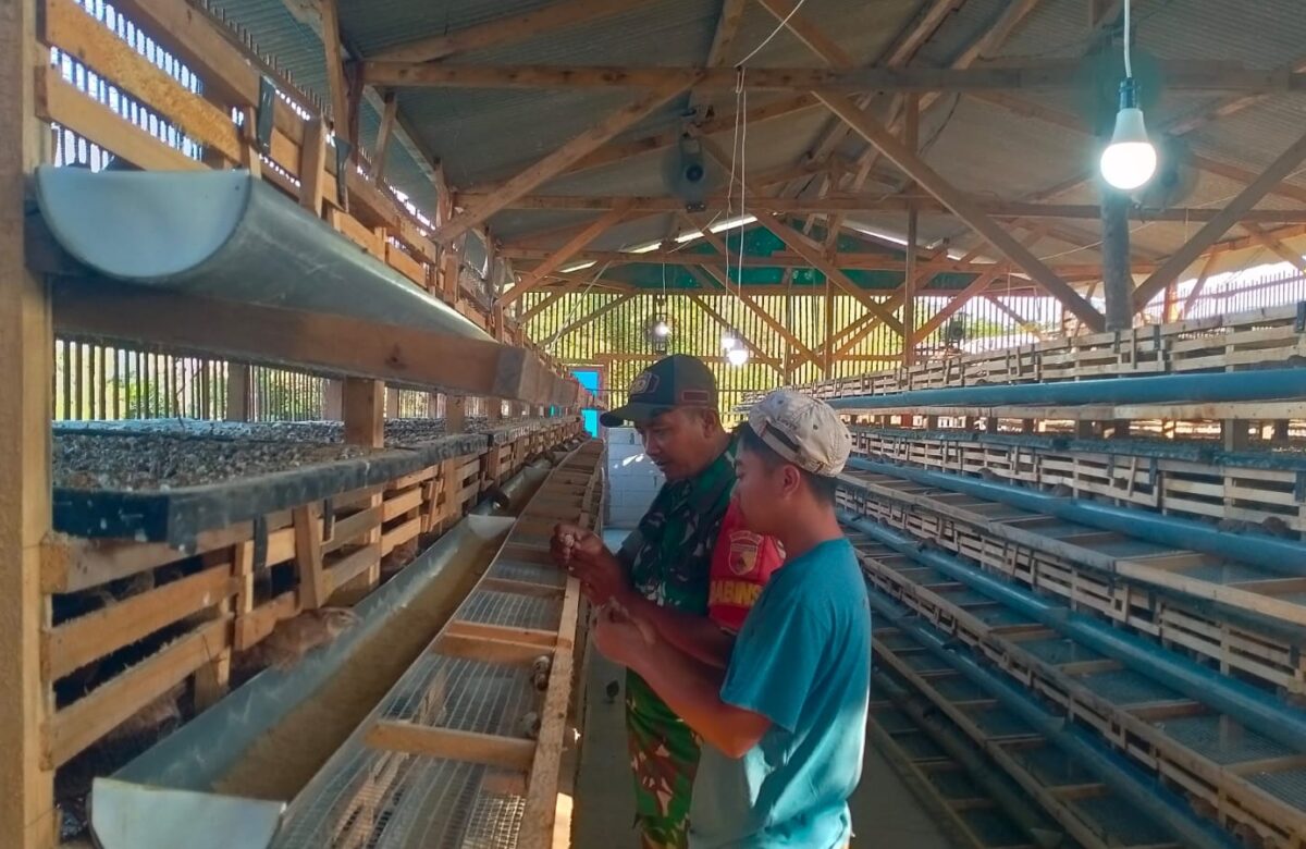 Dari Sreseh untuk Negeri: Babinsa dalam Menguatkan Ketahanan Protein Lewat Budidaya Puyuh
