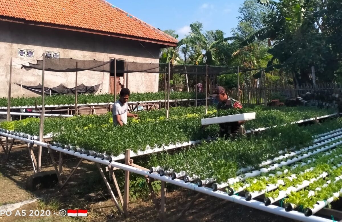 Babinsa Serda Nadhim Dorong Panen Sayur untuk Kemandirian Pangan Desa Noreh