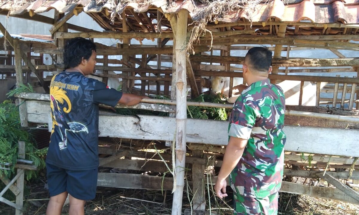 Babinsa Koptu Suhari, Beri Semangat dan Edukasi Peternak Kambing di Desa Bancelok