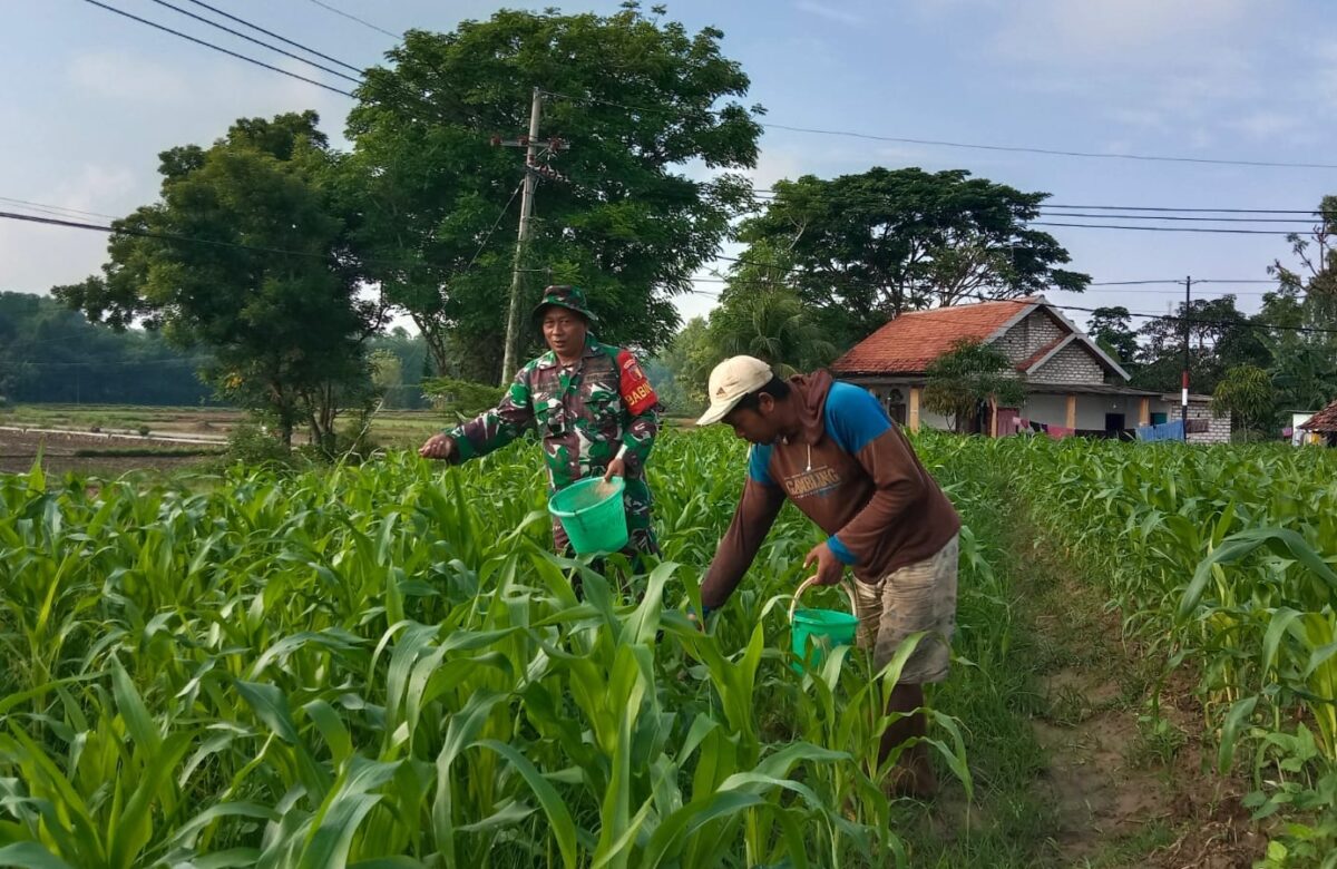 Sinergi Hijau di Ladang Jagung: Babinsa dan Poktan Suka Makmur Menyemai Harapan di Penyirangan