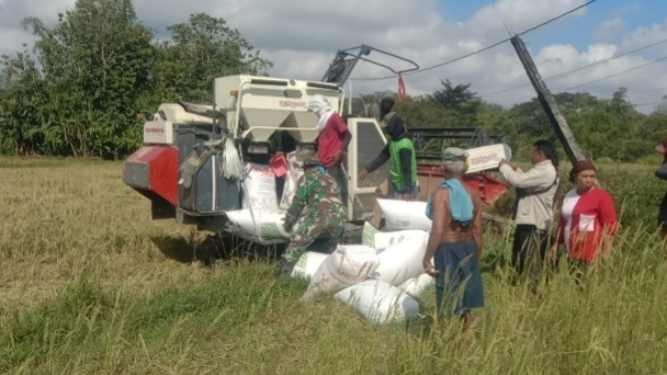 Panen Raya, Panen Kebahagiaan: Kebersamaan Babinsa Tambelangan dan Petani di Dejean Timur