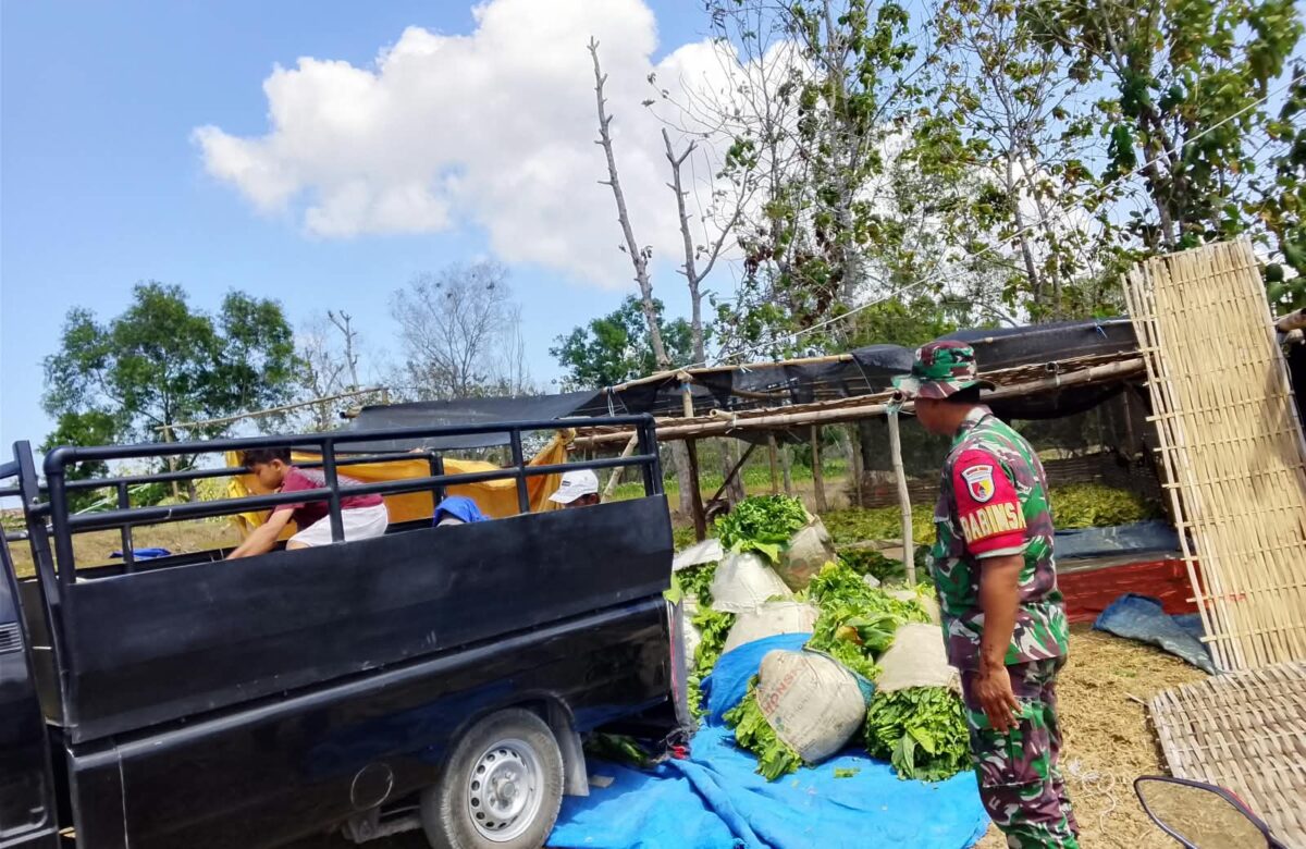 Tembakau Dipanen, Babinsa Hadir Pastikan Angkutan Petani Berjalan Lancar